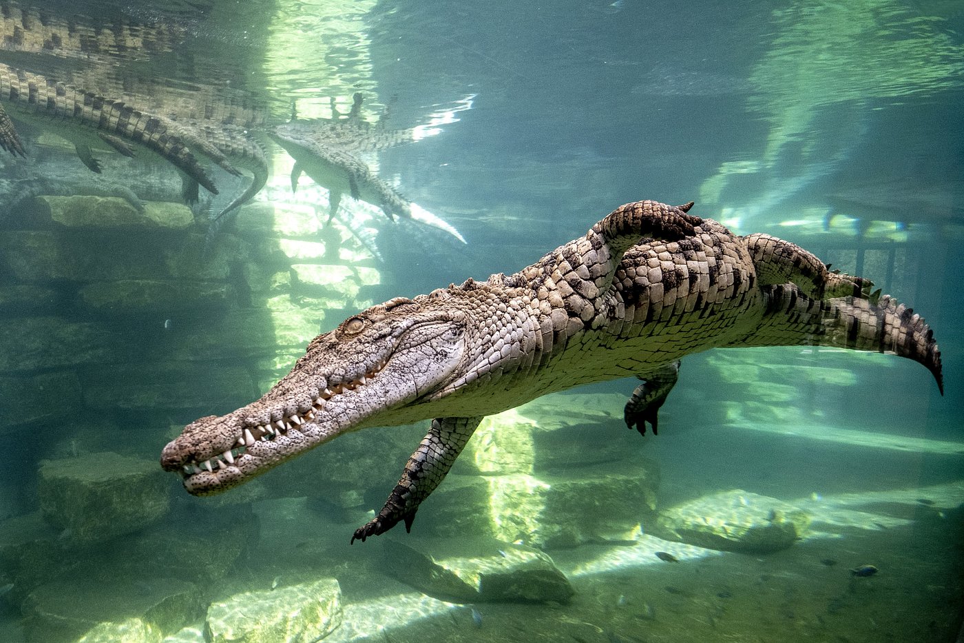 Dubai Crocodile Park Ticket