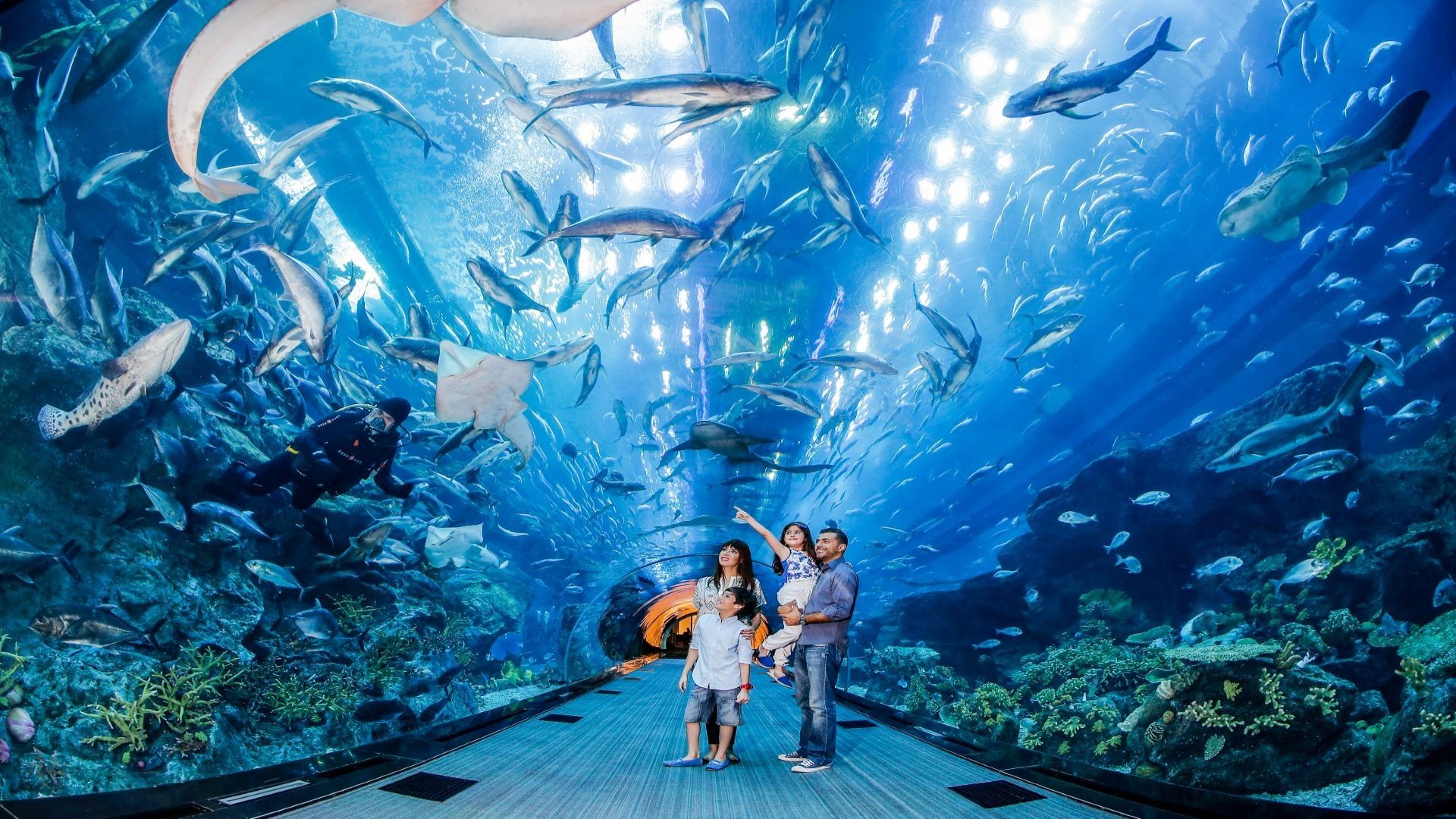 Dubai Aquarium & Underwater Zoo + Penguin Cove  (valid until 31 Dec 2025)