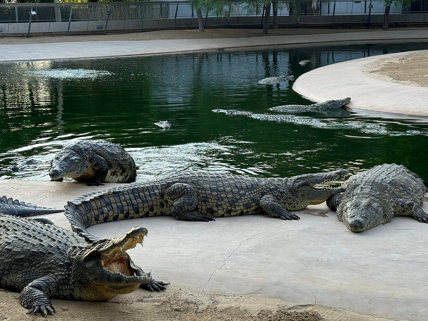 Dubai Crocodile Park Ticket