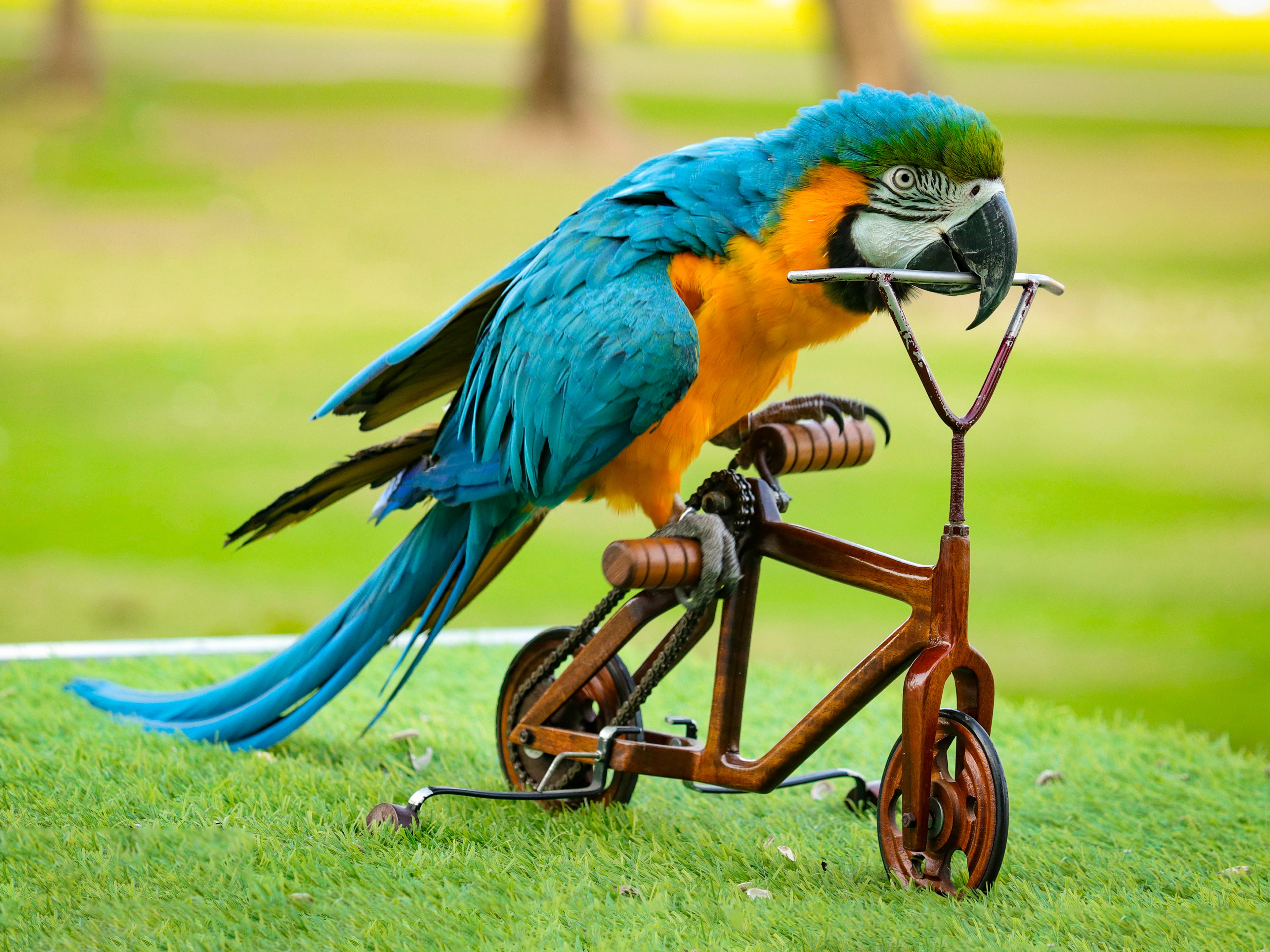 Exotic Bird Show Dubai