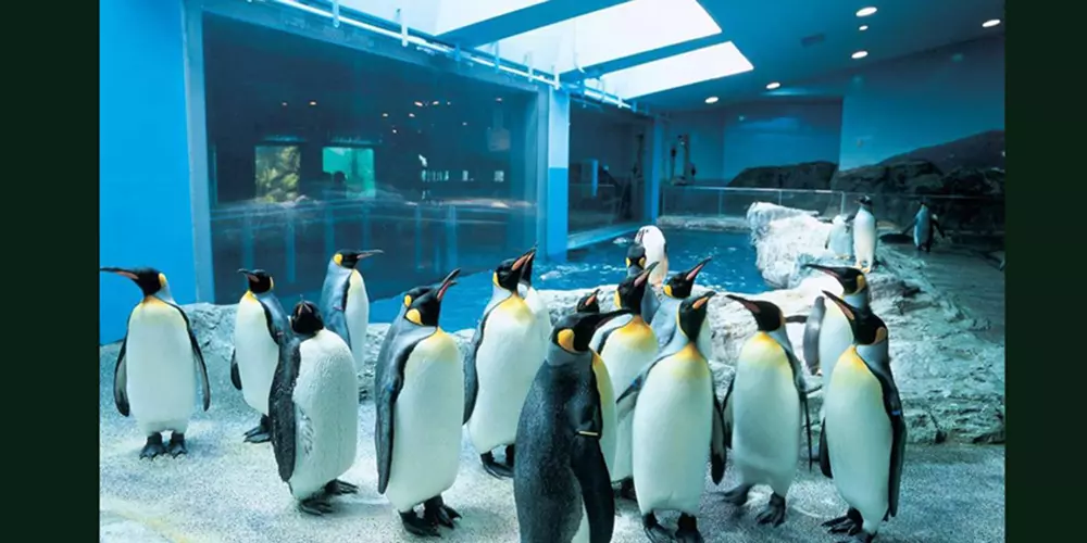 Penguin Encounter/King Crock Encounter/Otter Encounter/Ray Encounter/Shark Trainer Encounter