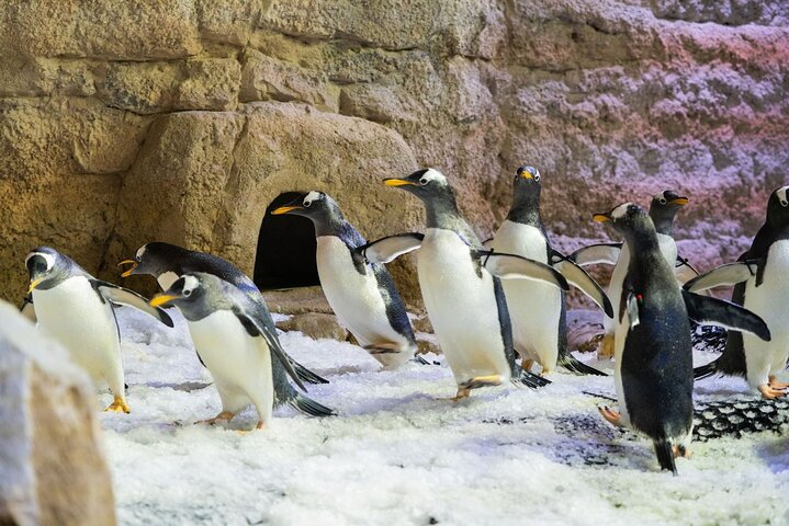 Penguin Encounter/King Crock Encounter/Otter Encounter/Ray Encounter/Shark Trainer Encounter