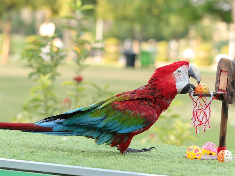 Exotic Bird Show Dubai